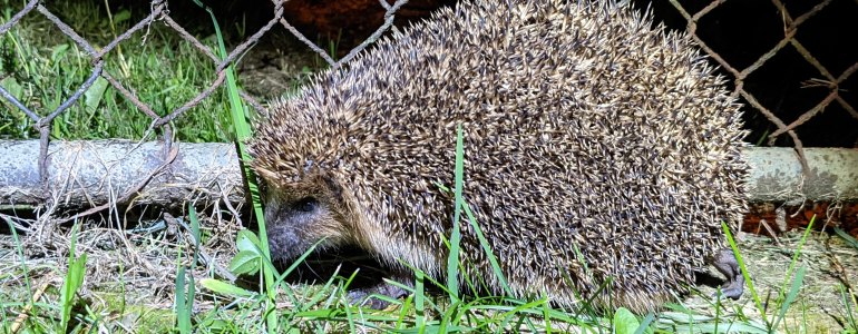 Na podporu zabezpečení péče o ohrožené a handicapované živočichy půjde letos 25 milionů korun. To je o 5 milionů více než v loňském roce.