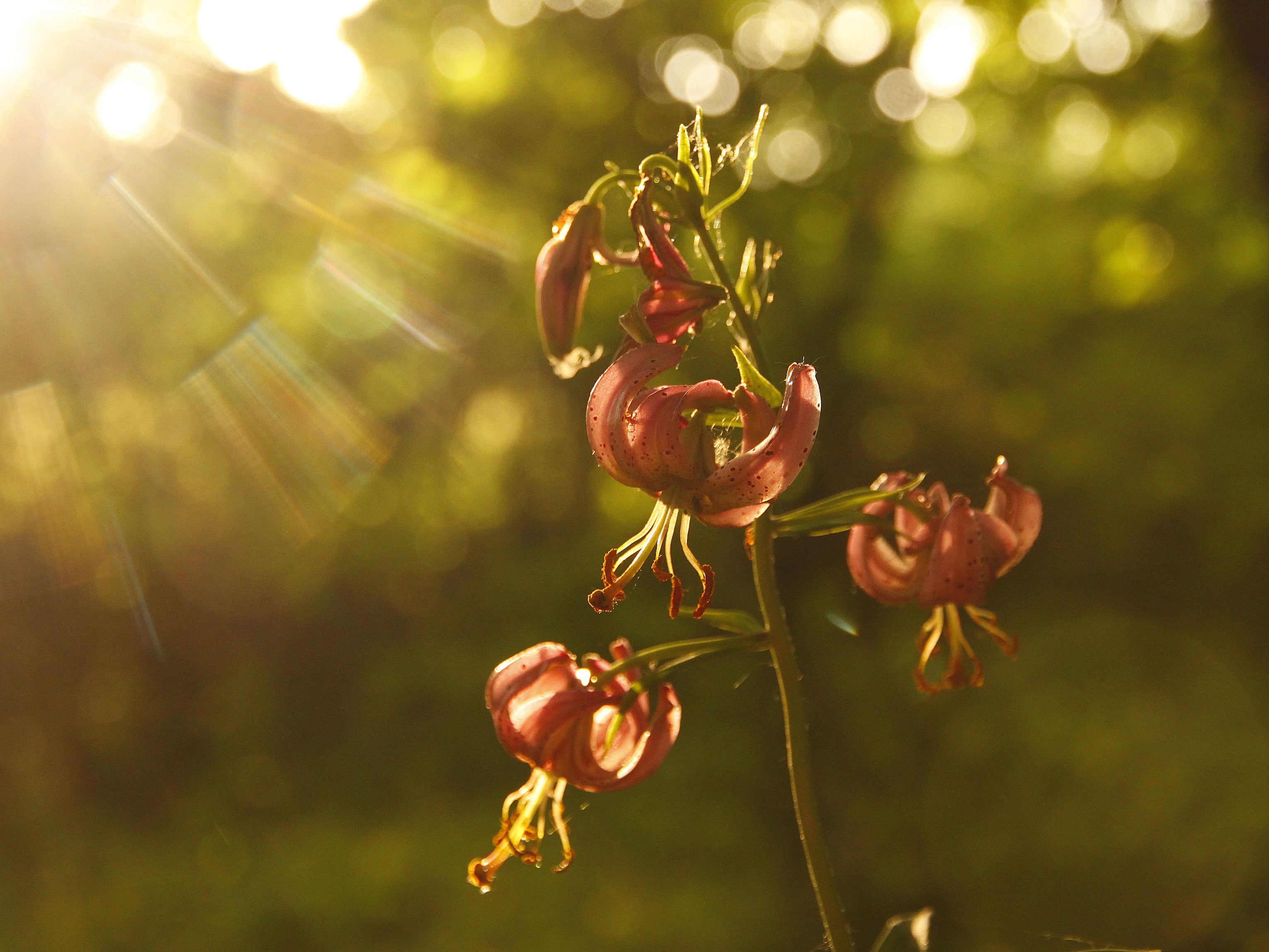 Lilie zlatohlavá je letní ozdobou pooderských lesů