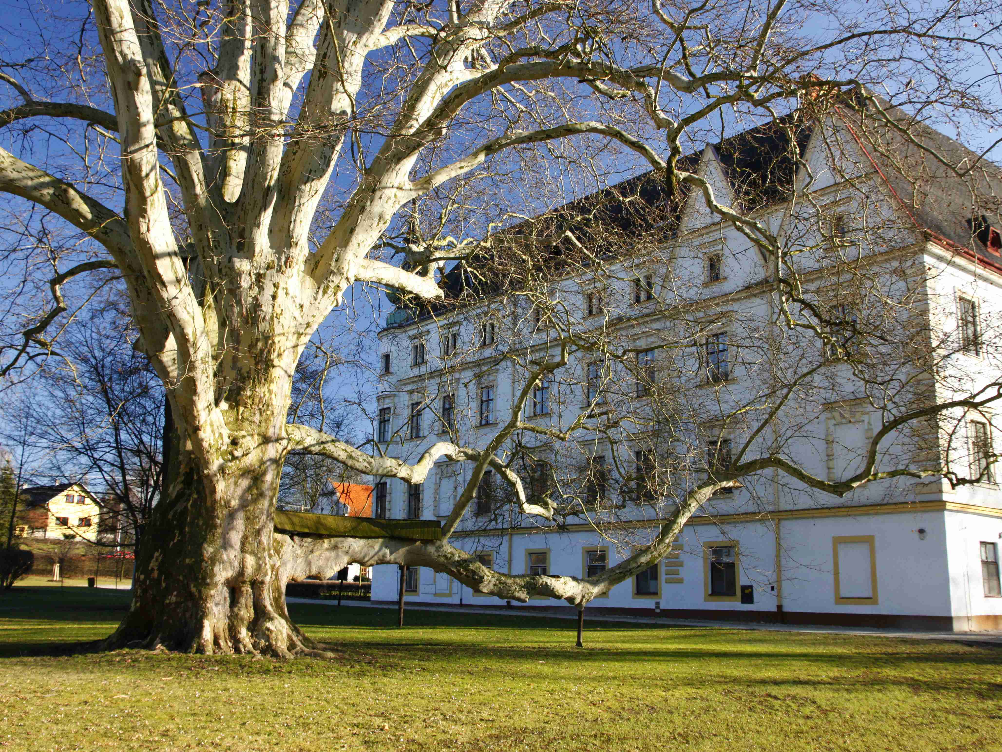 Platan u zámku v Bartošovicích je největším jedincem svého druhu v ČR