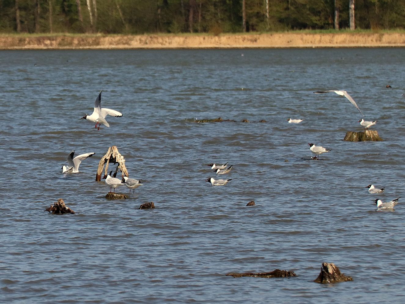 vodní ptáci na rybníku Korvice
